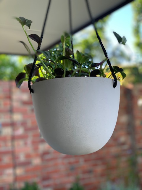 White Bonnie Hanging Basket
